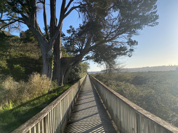 Hobson Bay wooden boardwalk.