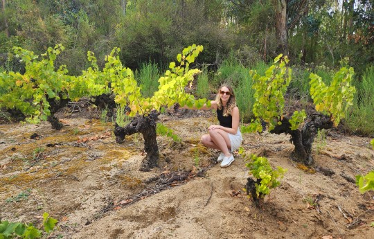 28. De Martino Itata Valley old vines