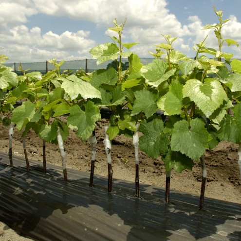 8 grated potted vines v2