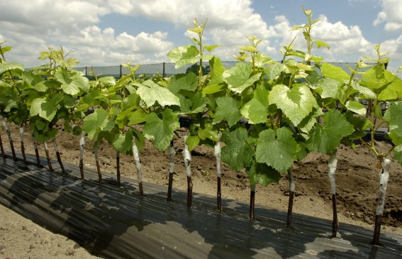 8 grated potted vines v2