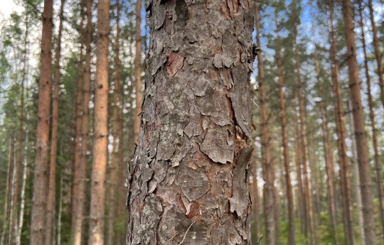 Baltic Pine thumbnail