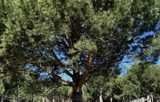 Pinus pinea Pinoli copy