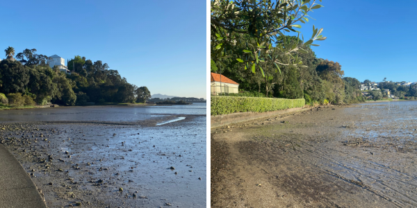 Hobson bay scenic view.