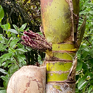 Nikau Palm Seeds
