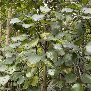 Kawakawa2