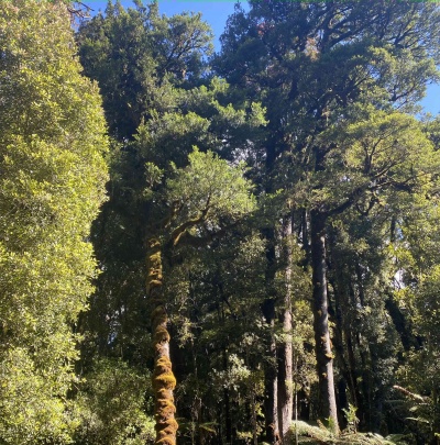 10 Rimu